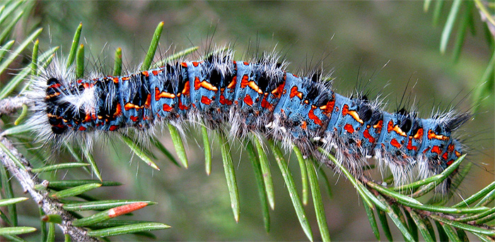 Коконопряд лунчатый (Cosmotriche lobulina), гусеница